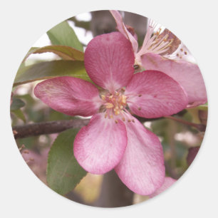 Autocollants de fleur de fruit