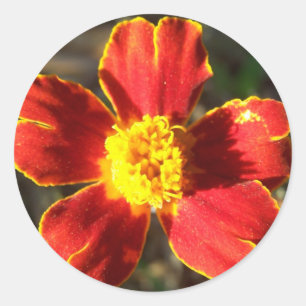 Autocollants de fleur de souci