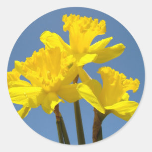 Autocollants de fleurs de jonquilles de printemps,