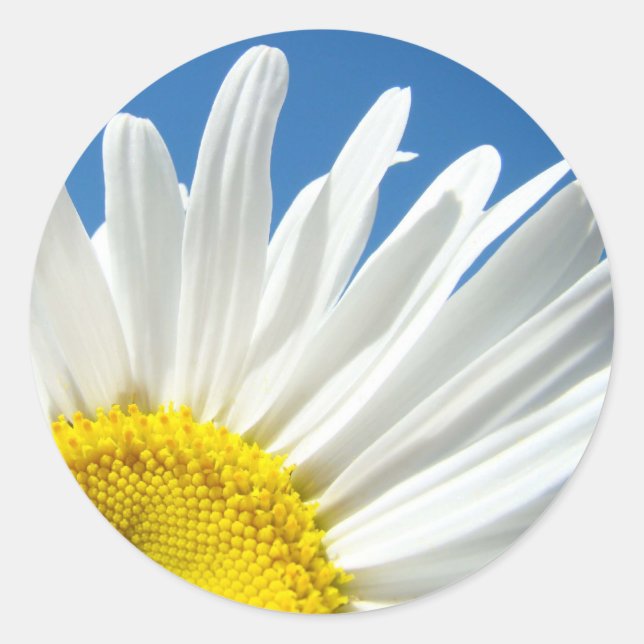 Autocollants de fleurs de marguerite blanche Fleur (Devant)