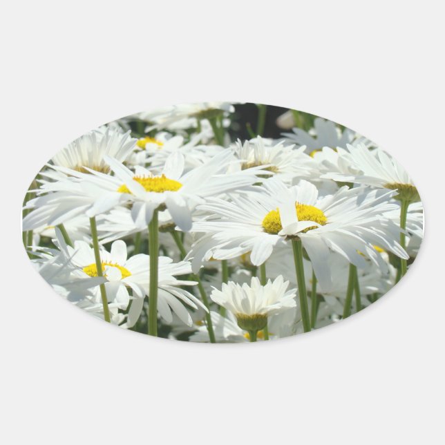 Autocollants de fleurs de marguerite scellés Fleur (Devant)