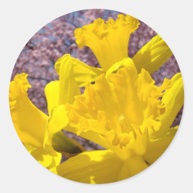 Autocollants de fleurs de narcisse jaune, sceaux d (Devant)
