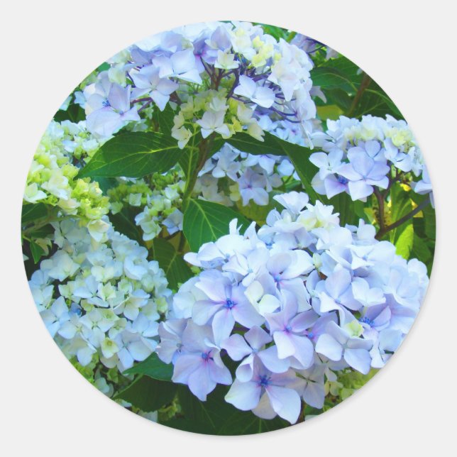 Autocollants de fleurs d'hortensia bleu jardin d'é (Devant)