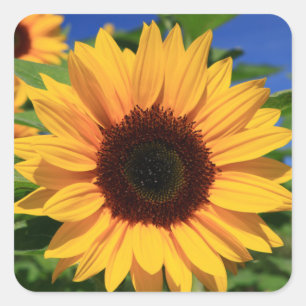 Autocollants de fleurs jaunes de tournesol floraux