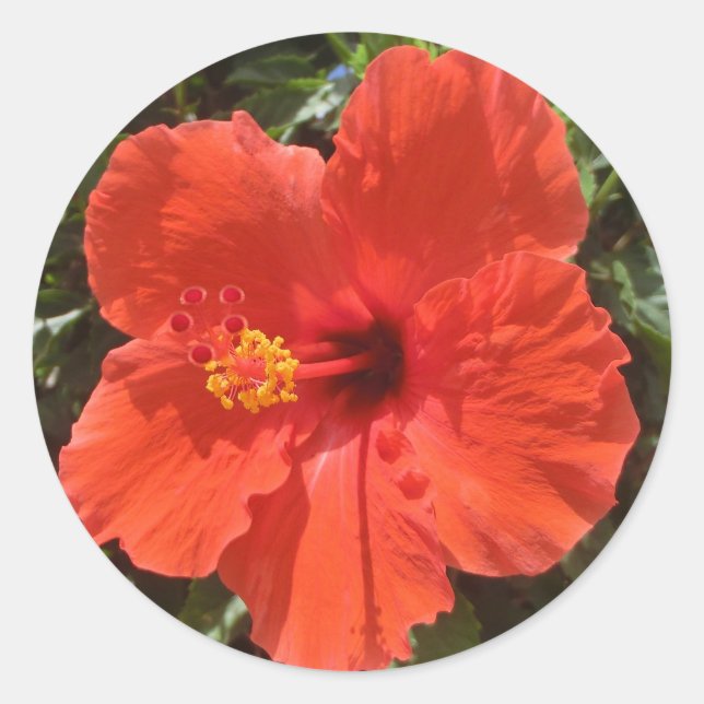 Autocollants de fleurs rouges Hawaii hibiscus (Devant)