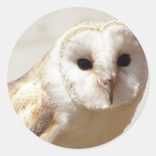 Autocollants de hibou de grange de Milou