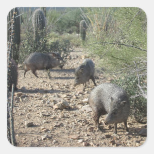 Autocollants de Javelina
