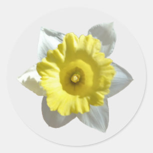 Autocollants de jonquille blanche