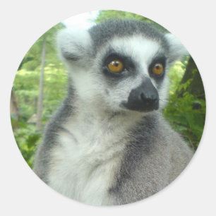 Autocollants de lémur du Madagascar