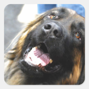 Autocollants de Leonberger