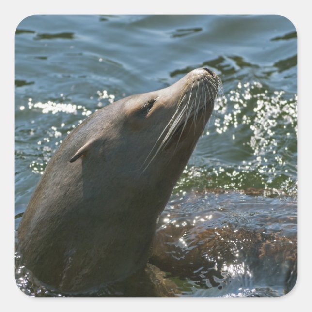 Autocollants de lion de mer (Devant)