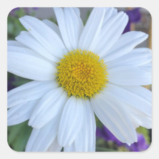 Autocollants de marguerite