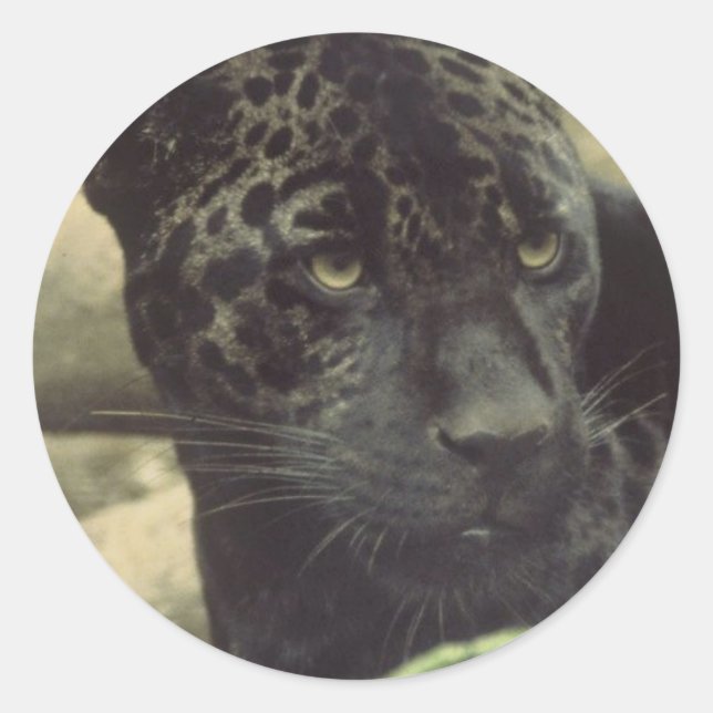 Autocollants de panthère noire (Devant)