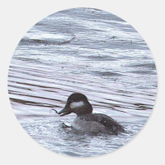Autocollants de photo de canard (Devant)