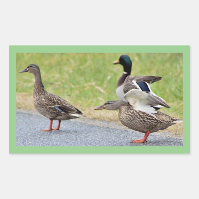 Autocollants de photos de canards (Devant)