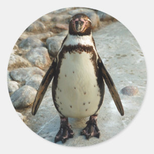 Autocollants de pingouin