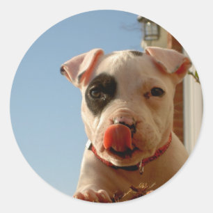 Autocollants de Pitbull