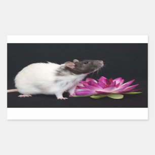 Autocollants de rat