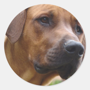 Autocollants de Rhodesian Ridgeback