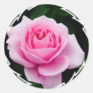 Autocollants de rose de rose en pastel