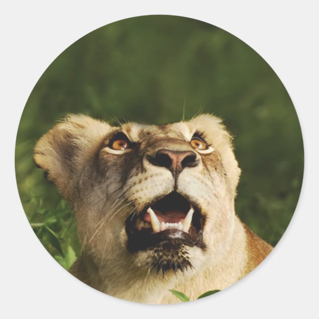 Autocollants de safari pour la faune de Lion (Devant)
