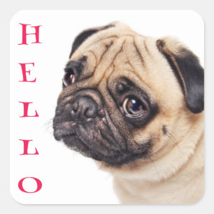 Autocollants de salutation Chien Chiots Pug