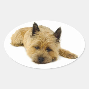 Autocollants de salutation Chien Puppy Cairn Terri