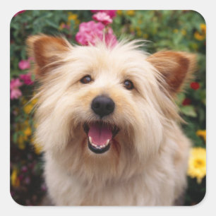 Autocollants de salutation pour chiots Cairn Terri
