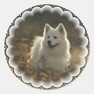 Autocollants de Samoyed