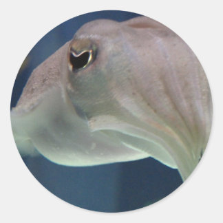 Autocollants de seiche