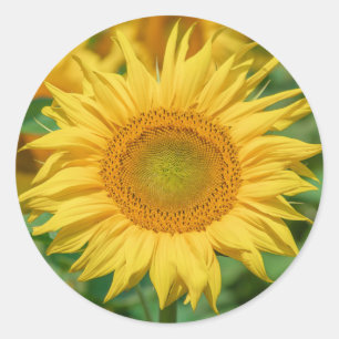 Autocollants de tournesol