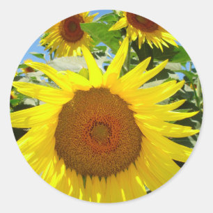 Autocollants de tournesol = autocollants floraux