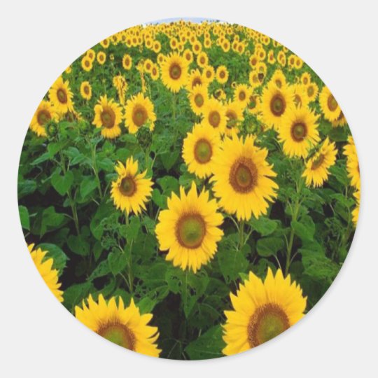 Autocollants de tournesols