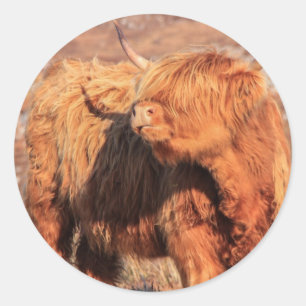 Autocollants de vache de Highland