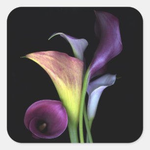 Autocollants de zantedeschias