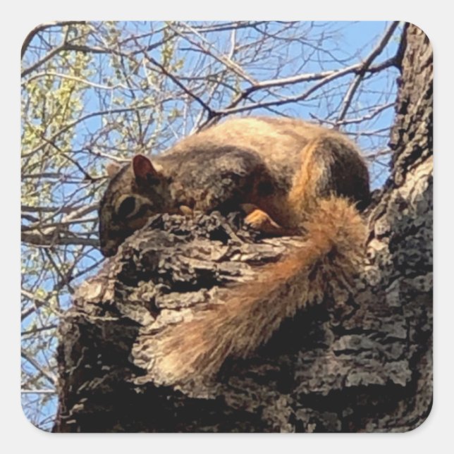 Autocollants d'écureuil (Devant)