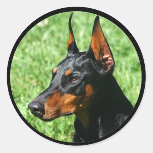autocollants doberman pinscher