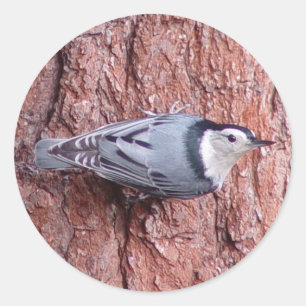 Autocollants d'oiseau de sittelle