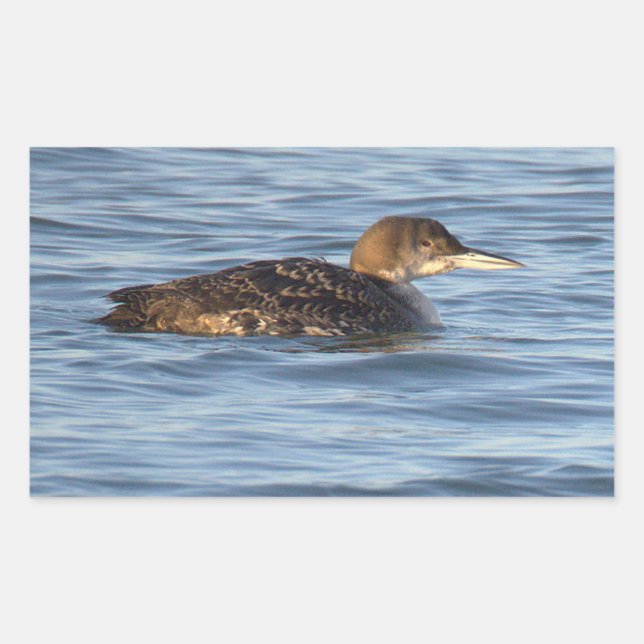 Autocollants d'oiseau Plongeon huard (Devant)