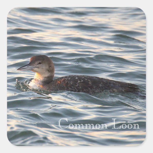 Autocollants d'oiseau Plongeon huard commun (Devant)