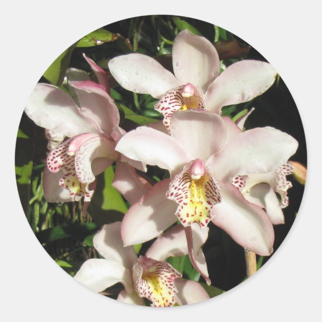 Autocollants d'orchidées Cymbidium (Devant)