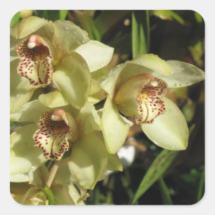 Autocollants d'orchidées Cymbidium