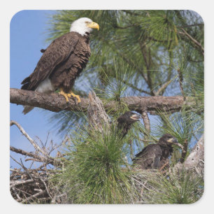 Autocollants E10 et E11