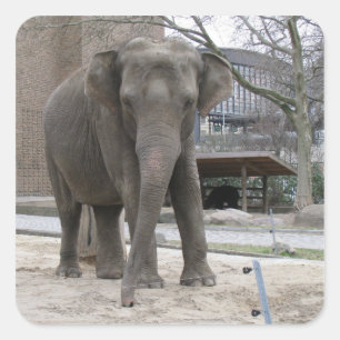 Autocollants ELEPHANT