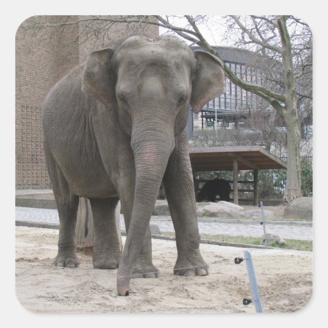 Autocollants ELEPHANT (Devant)
