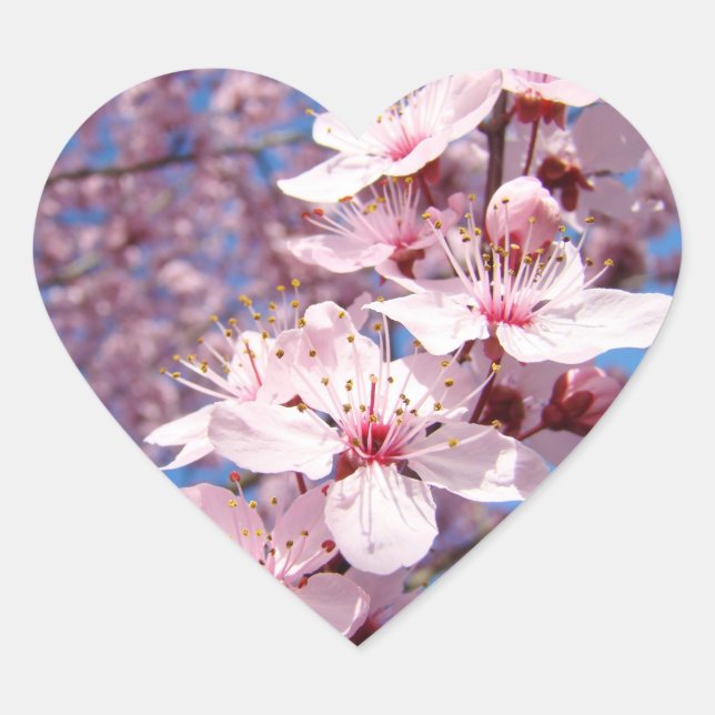 Autocollants et sceaux de fleurs de cerisier rose  (Devant)