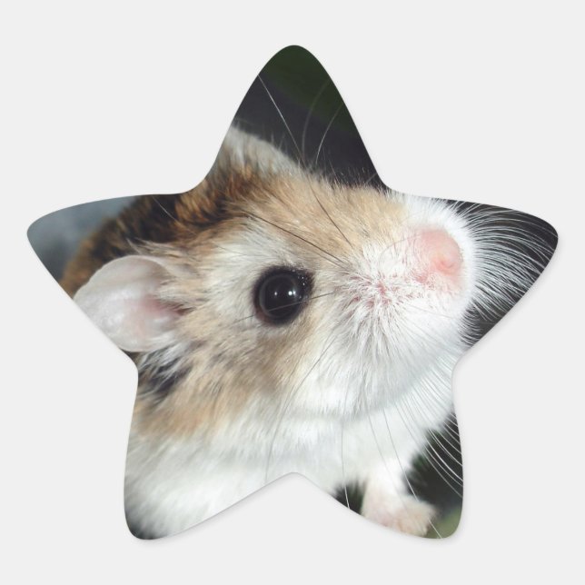 Autocollants étoile de hamster mignon (Devant)
