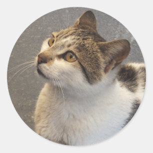 Autocollants faits sur commande de chat