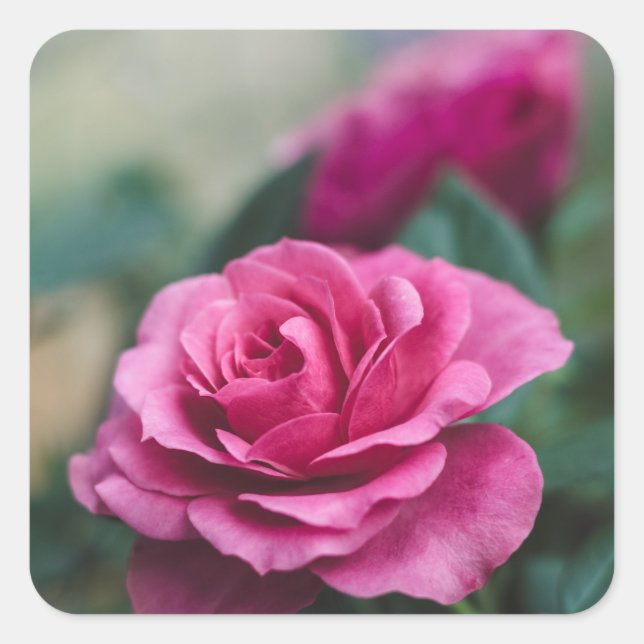 Autocollants Faveur de Scellés d'Envelope Rose Ros (Devant)