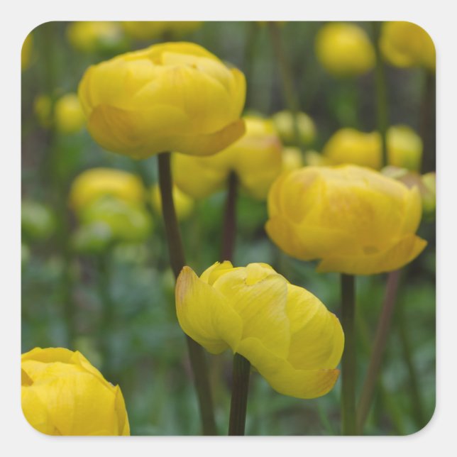 Autocollants Fleur de Globe Jaune (Devant)